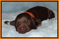 Mazie Blaze pups 1 day old 101