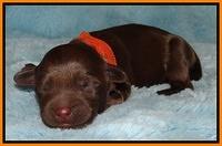 Mazie Blaze pups 1 day old 91