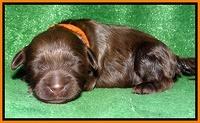 Mazie Blaze pups 1 wk old 141