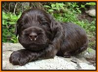 Mazie Blaze pups 2 wks old 141