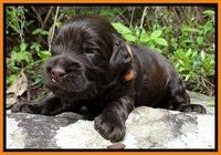 Mazie Blaze pups 2 wks old 161