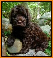 Mazie Blaze pups 8 wks old 10
