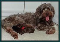 Mazie Blaze pups 1 day old 131