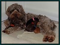 Mazie Blaze pups 1 day old 141