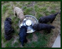 Mazie Blaze pups 5 wks old 13