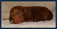 Dulcie Ruler pups 1 day old 21