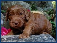 Dulcie Ruler pups 3 wks old 21