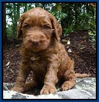 Dulcie Ruler pups 4 wks old 11