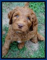 Dulcie Ruler pups 7 weeks old 151