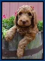 Dulcie Ruler pups 7 weeks old 21