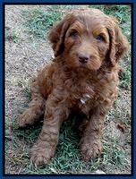 Dulcie Ruler pups 7 weeks old 41