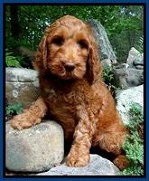 Dulcie Ruler pups 8 wks old 22