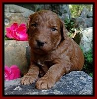 Dulcie Ruler pups 3 wks old 71