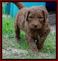 Dulcie Ruler pups 5 weeks old 101