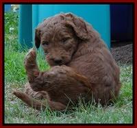 Dulcie Ruler pups 5 weeks old 111
