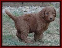 Dulcie Ruler pups 5 weeks old 61