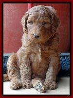 Dulcie Ruler pups 5 weeks old 71