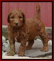 Dulcie Ruler pups 6 wks old 111