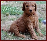 Dulcie Ruler pups 6 wks old 121