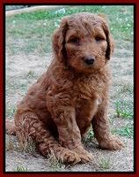Dulcie Ruler pups 6 wks old 91