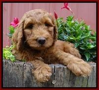 Dulcie Ruler pups 7 weeks old 201