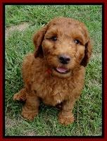 Dulcie Ruler pups 7 weeks old 211