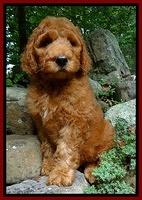 Dulcie Ruler pups 8 weeks old 6200