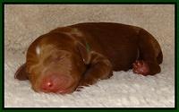 Dulcie Ruler pups 1 day old 61