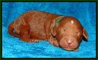 Dulcie Ruler pups 1 wk old 91