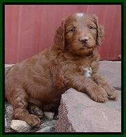 Dulcie Ruler pups 6 wks old 131