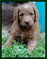 Dulcie Ruler pups 6 wks old 151