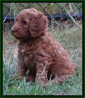 Dulcie Ruler pups 6 wks old 161