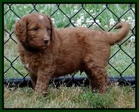 Dulcie Ruler pups 6 wks old 171