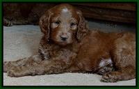 Dulcie Ruler pups 7 weeks old 81