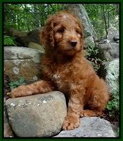 Dulcie Ruler pups 8 weeks old 205
