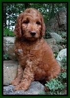 Dulcie Ruler pups 8 weeks old 2200