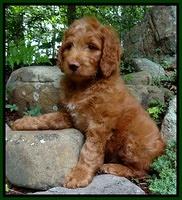 Dulcie Ruler pups 8 weeks old 305