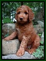 Dulcie Ruler pups 8 weeks old 3200