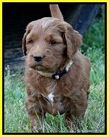 Dulcie Ruler pups 5 weeks old 191