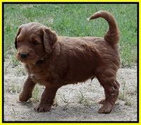 Dulcie Ruler pups 5 weeks old 221
