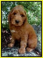 Dulcie Ruler pups 8 weeks old 2008