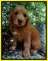 Dulcie Ruler pups 8 weeks old 3008