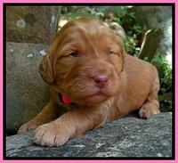 Dulcie Ruler pups 2 wks old 211