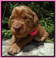 Dulcie Ruler pups 2 wks old 231