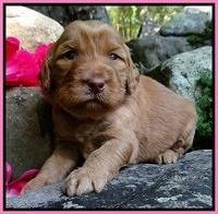 Dulcie Ruler pups 3 wks old 161