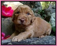 Dulcie Ruler pups 3 wks old 171