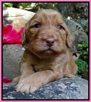 Dulcie Ruler pups 3 wks old 181