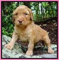 Dulcie Ruler pups 4 wks old 141