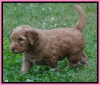 Dulcie Ruler pups 5 weeks old 281