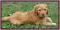 Dulcie Ruler pups 7 weeks old 321